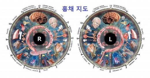 송원장칼럼_홍채지도