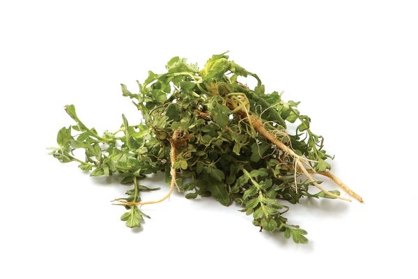 네이버 지식백과